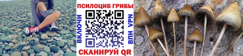 Галлюциногенные грибы Cubensis  купить закладку  Чадан 